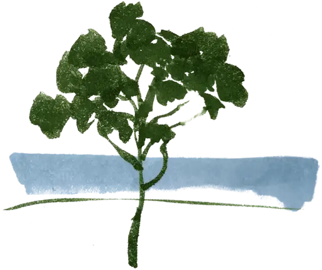 Baum Small