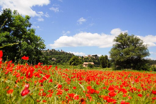 provence-landschaft-mohnblüte