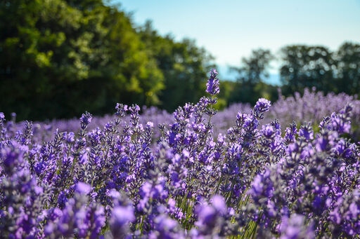 provence-landschaft-lavendel