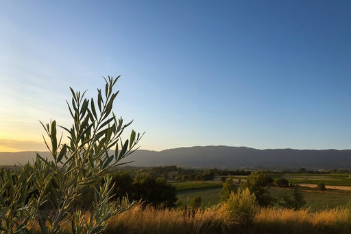 provence-landschaft-olivenzweig