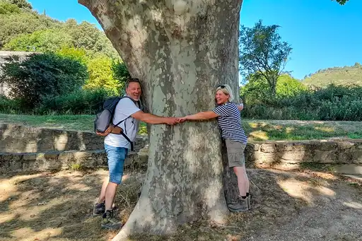 Provence_Kundenstimmen_Baum