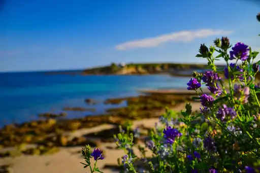 bretagne-landschaft-blumen-meer