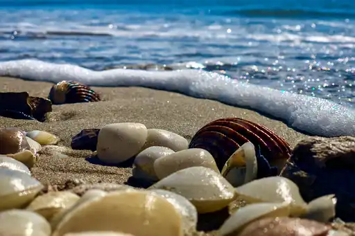 bretagne-landschaft-muscheln