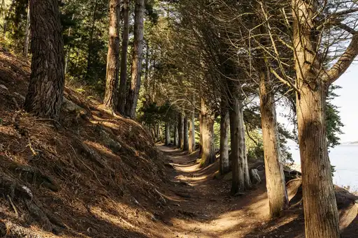 bretagne-wanderweg-yaudet-bäume