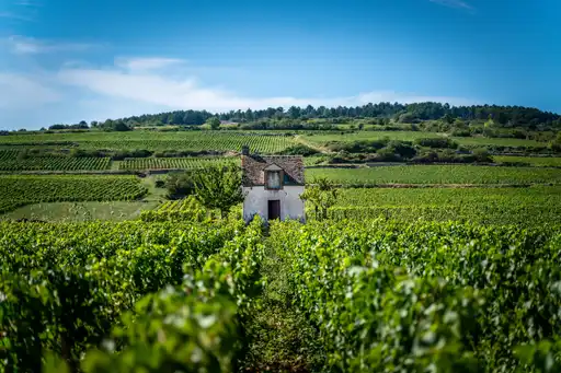 burgund-landschaft-wein-haus