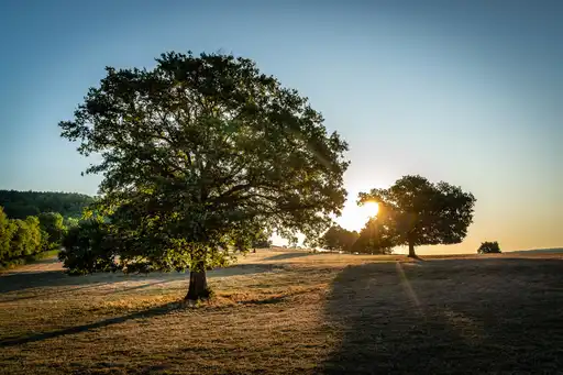 burgund-landschaft-baum