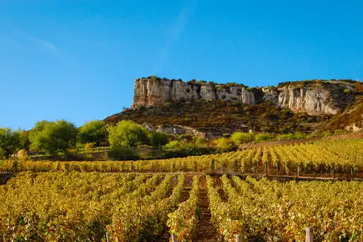 burgund-landschaft-weinberg