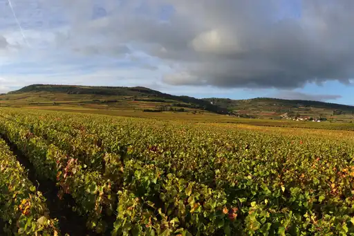 burgund-landschaft-weinberge