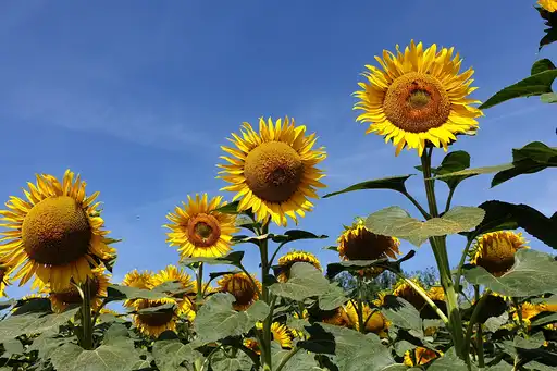 loire-frankreich-natur