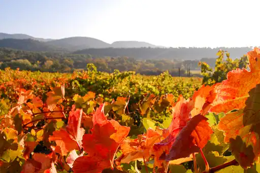 provence-herbst