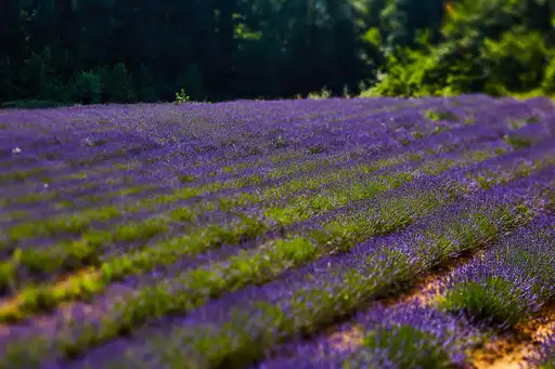 provence-landschaft-lavendelfeld