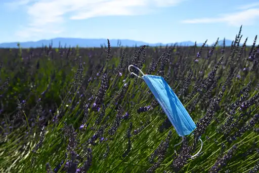 provence-landschaft-lavendel-corona