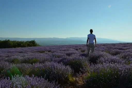 provence-lavendel-thomas