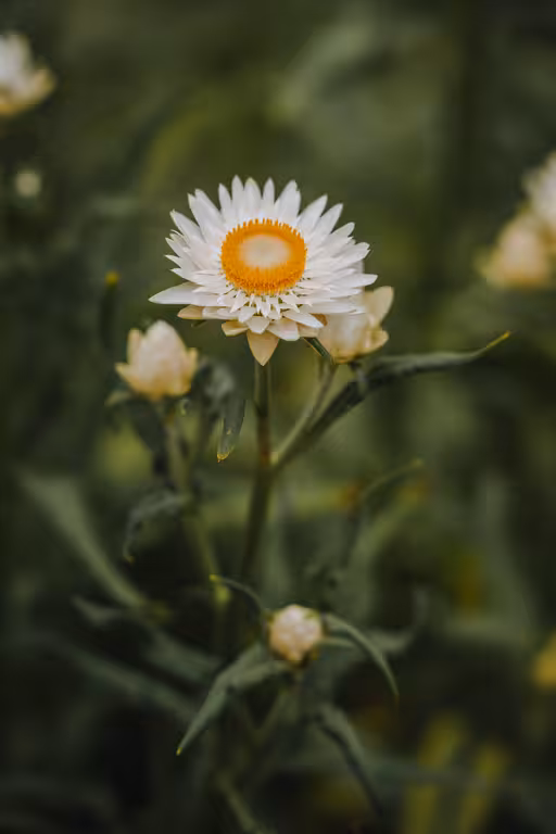 Eine schöne Strohblume in der Normandie