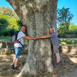 Provence_Kundenstimmen_Baum