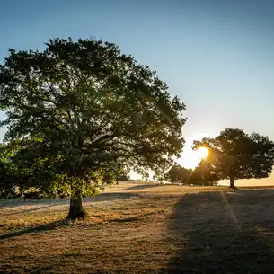 burgund-landschaft-baum