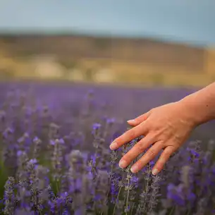provence-frankreich-lavendel