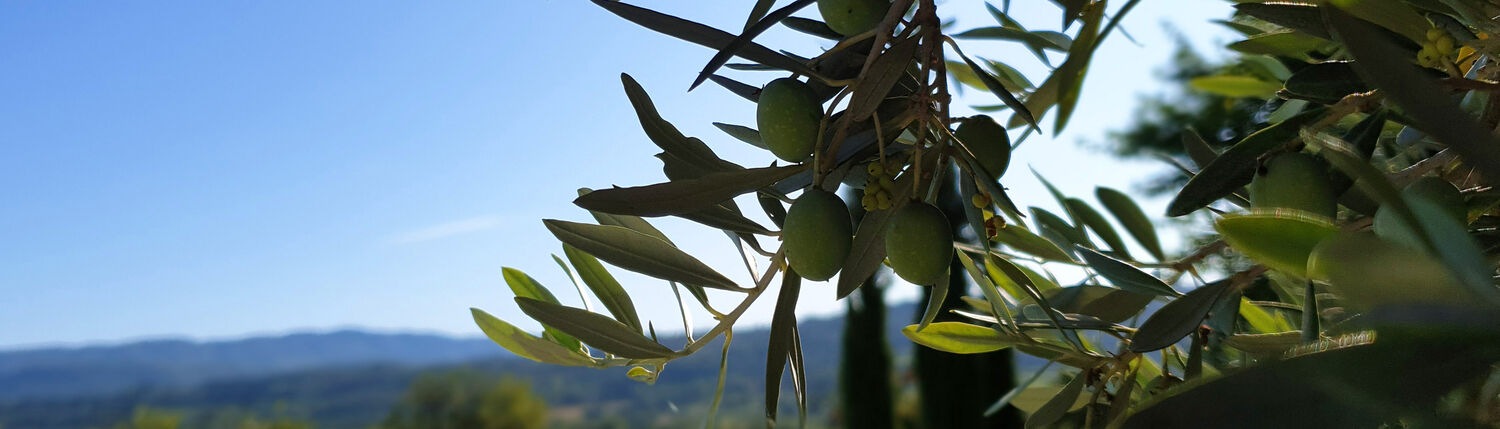 provence-unterkunft-pool-olive