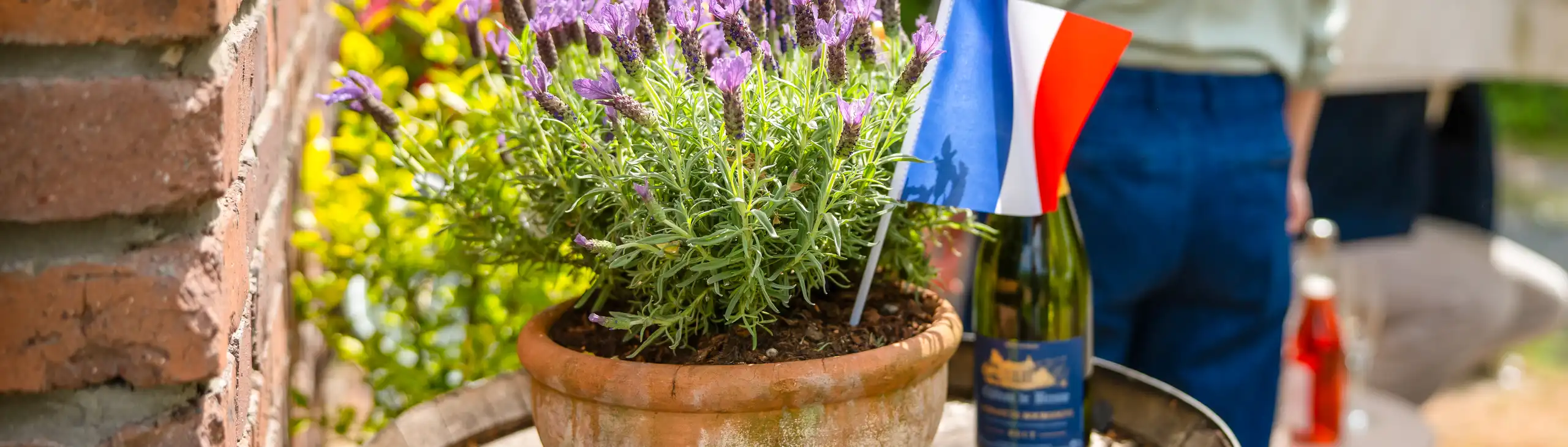 Eine Lavendelpflanze auf einem Weinfass