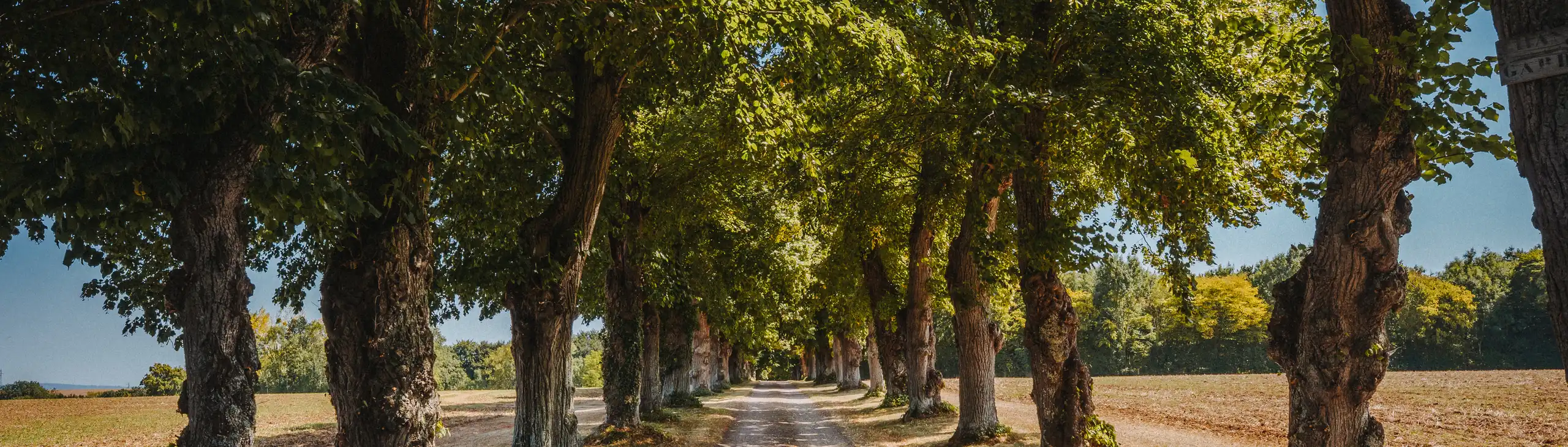 Eine ländliche Allee in der Normandie