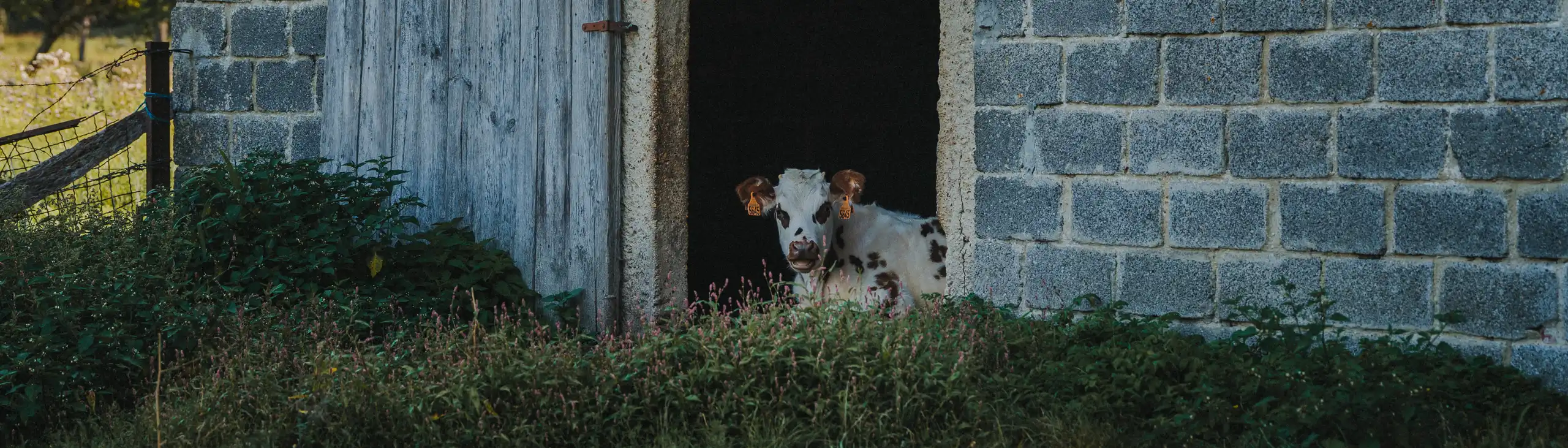 Kuhstall in der Normandie mit einer Kuh