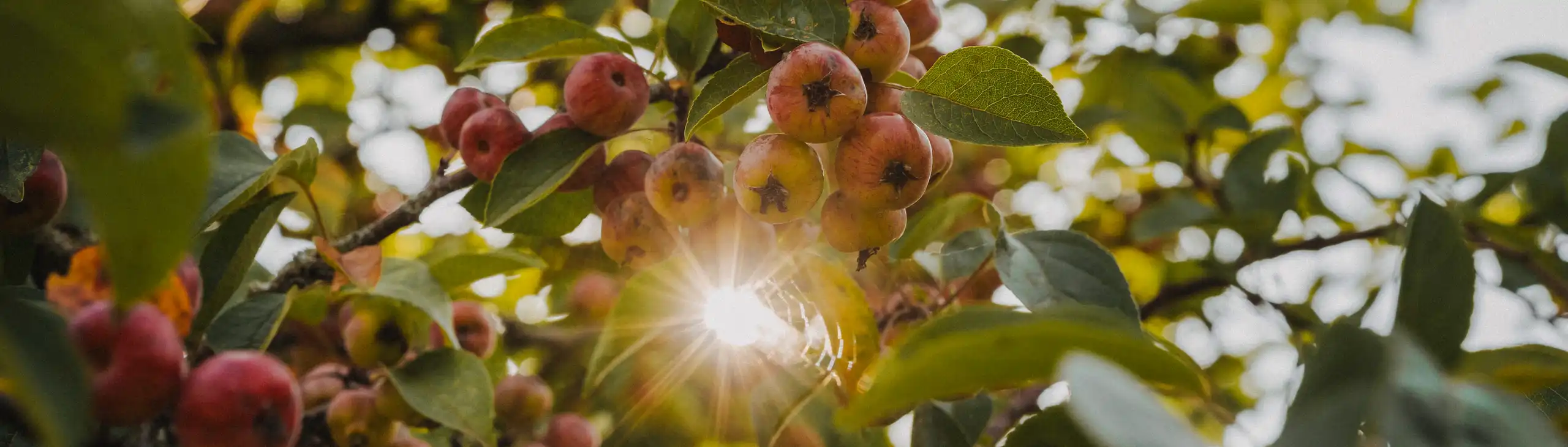 Ast eines Obstbaumes in der Normandie