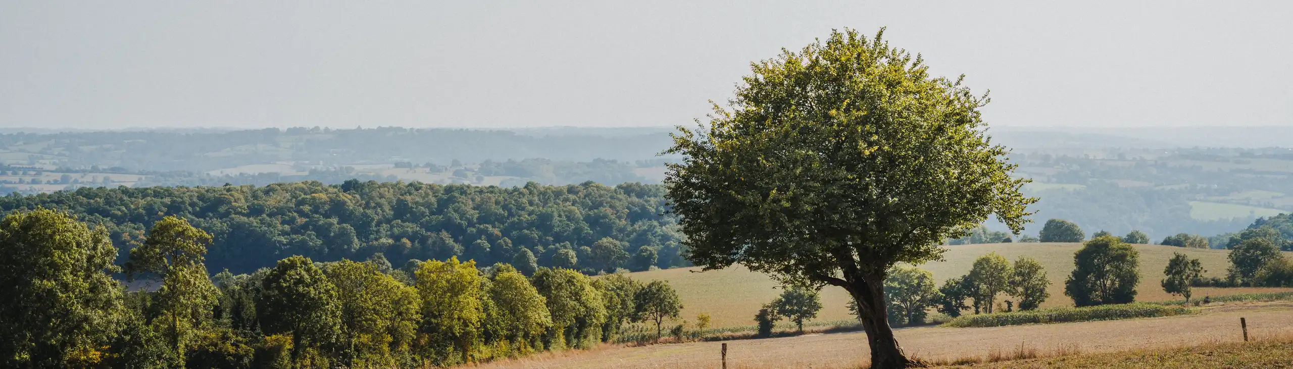 Ein einsamer Baum mitten auf einem Feld in der Normandie