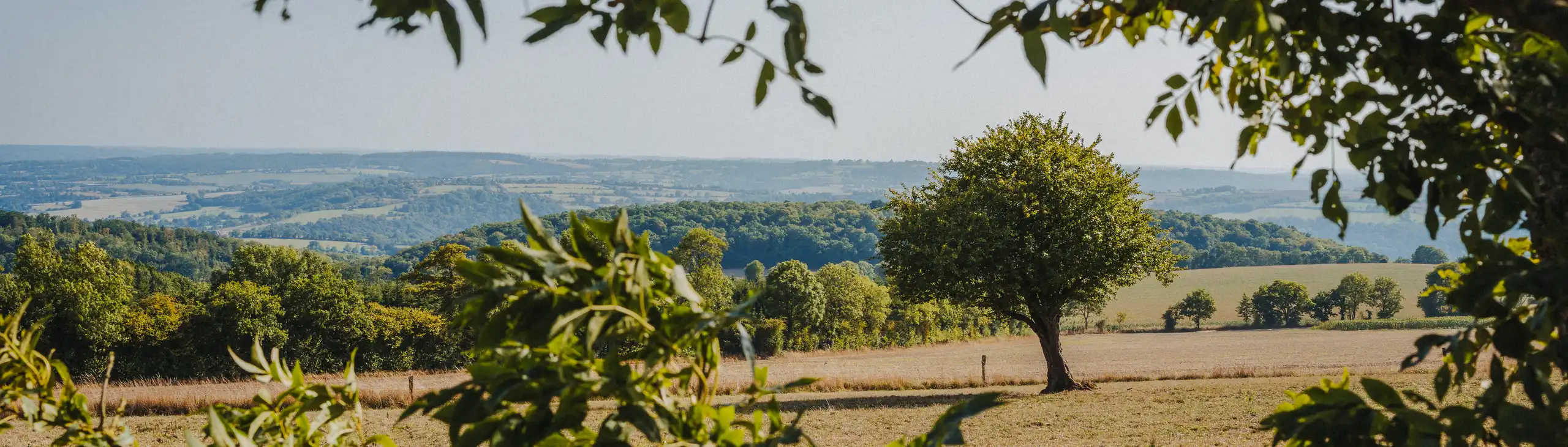 Ein einsamer Baum in der Mitte eines Feldes in der Normandie