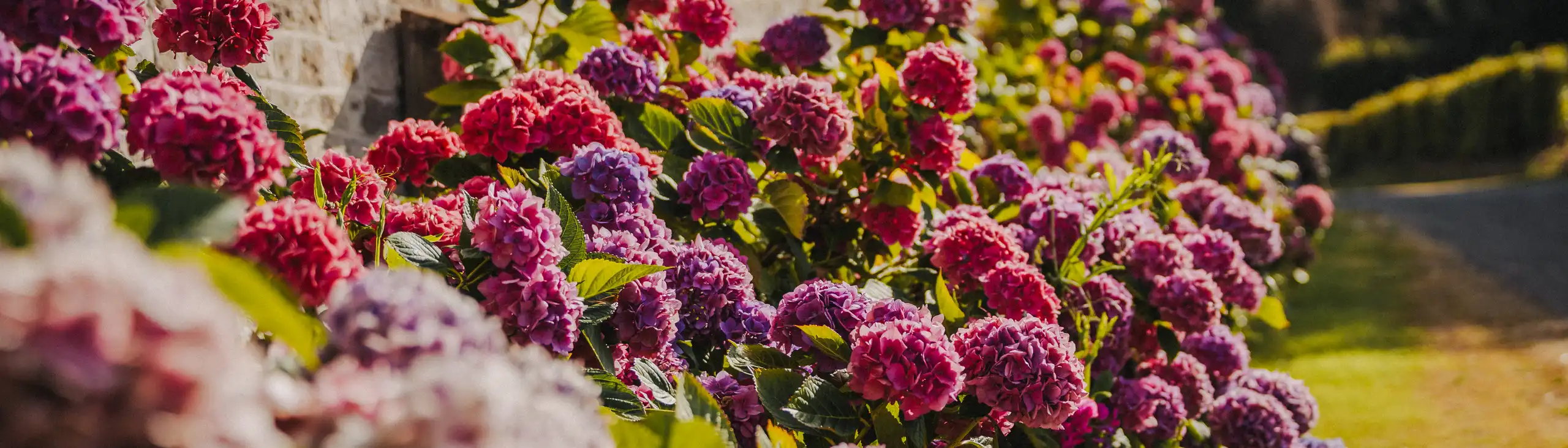 Viele bunte Blumen vor einem Steinhaus in der Normandie