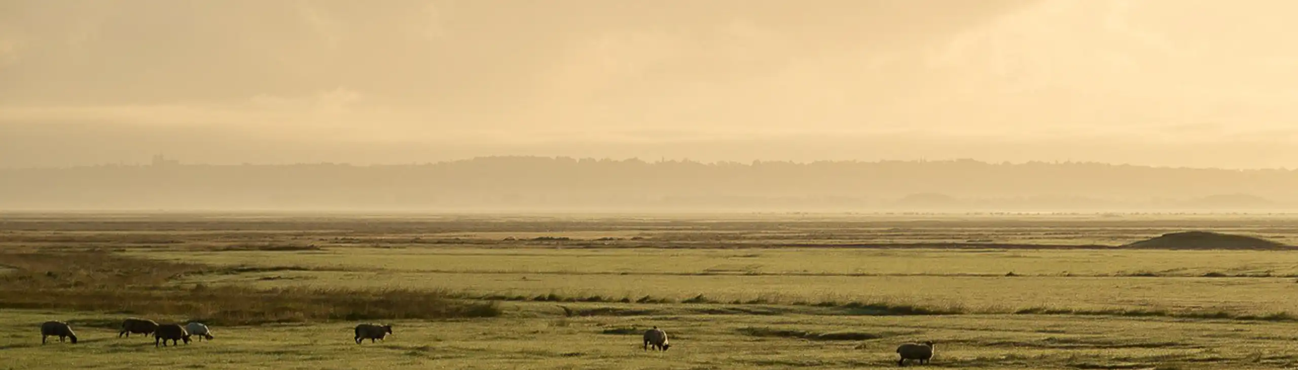 Eine Kuhweide im Nebel mit leichtem Sonnenschein