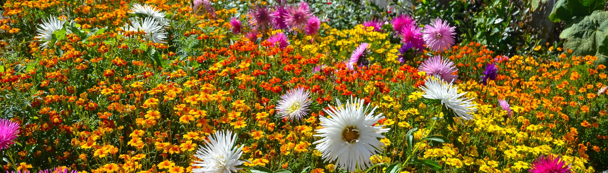 bretagne-landschaft-blumenwiese