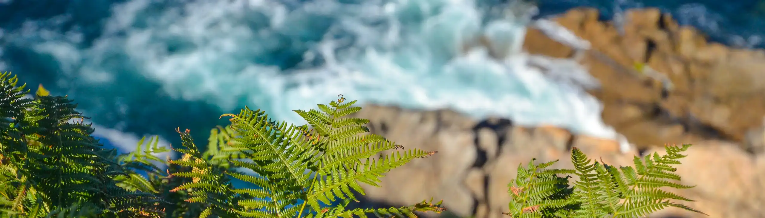 bretagne-landschaft-welle-farn