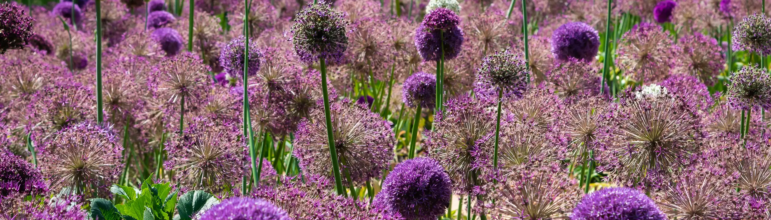 loire-landschaft-blumen