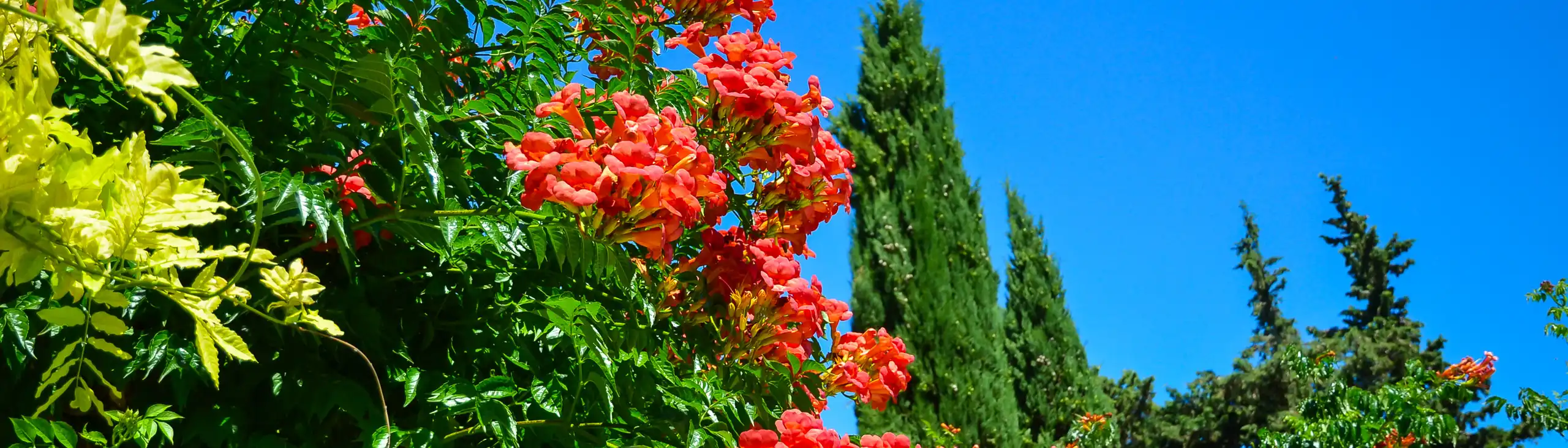 provence-landschaft-blumen