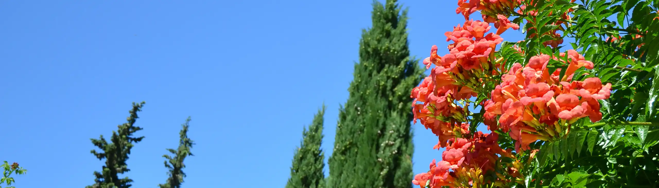 provence-landschaft-blumen