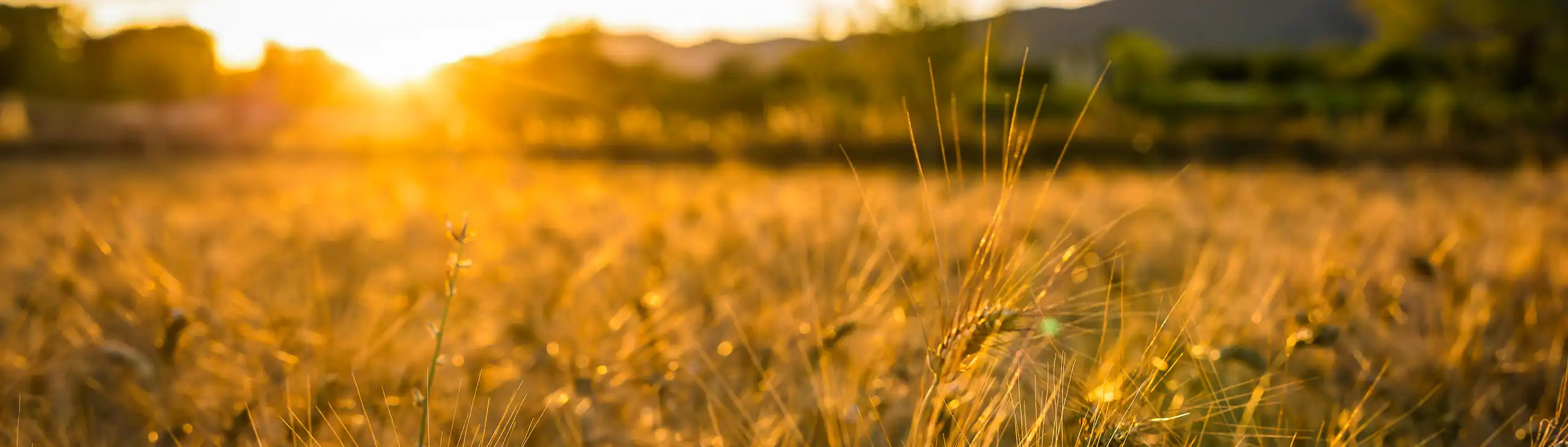 provence-landschaft-sonnenuntergang-feld