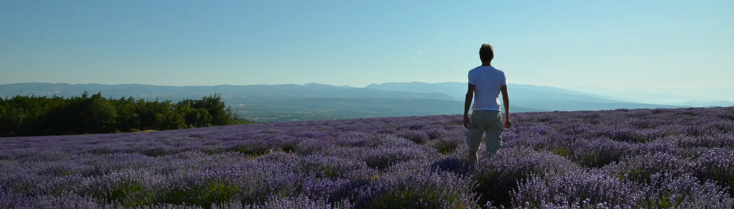 provence-lavendel-thomas