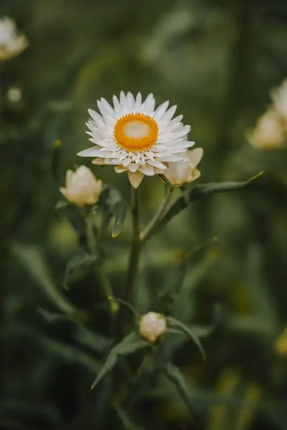 Eine schöne Strohblume in der Normandie