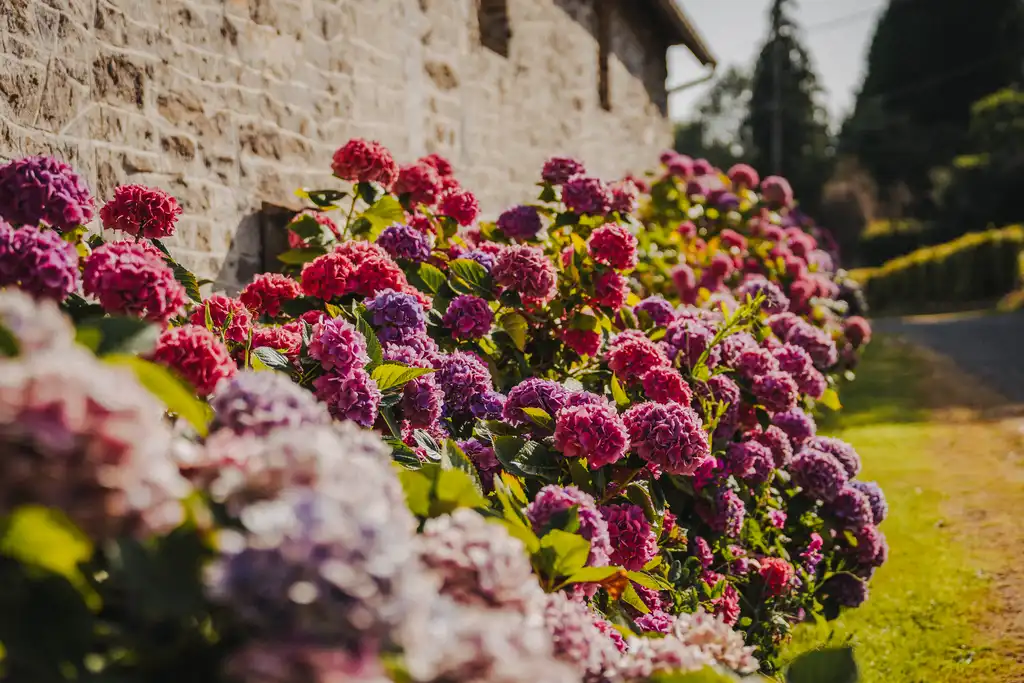 Viele bunte Blumen vor einem Steinhaus in der Normandie