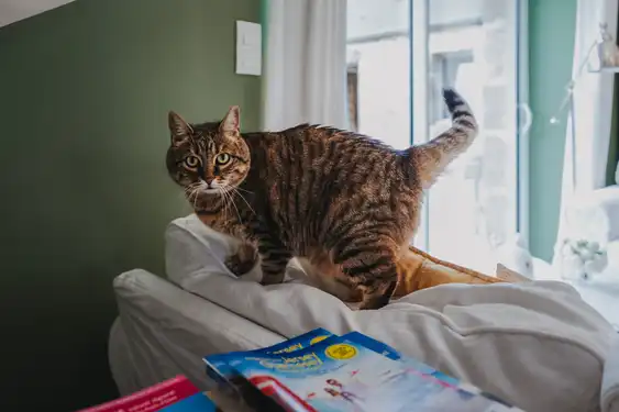 Eine Katze mit Blick zur Kamera auf dem Sofa