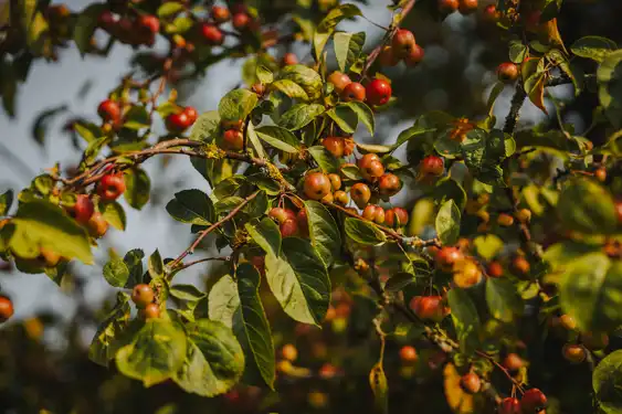 Ast eines Obstbaumes in der Normandie
