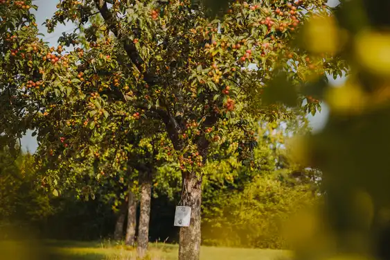 Ein kleiner Obstbaum in der Normandie