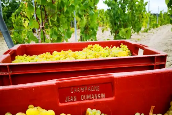 Hoteltipp-Champagne-Champagner-Trauben