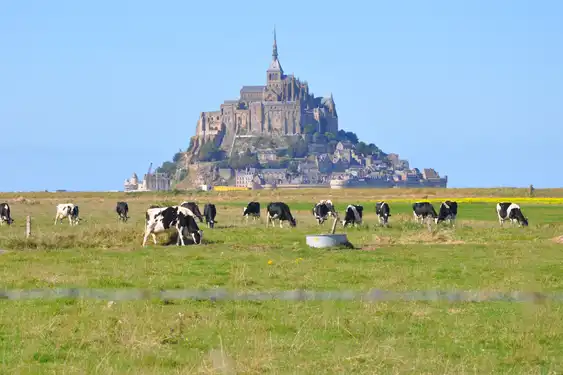 Eine Kuhweide mit vielen Kühen und Mont-Saint-Michel im Hintergrund