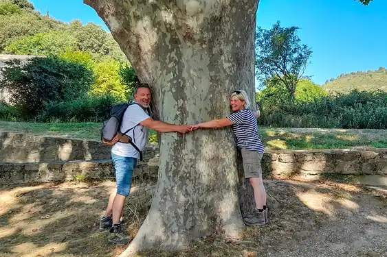 Provence_Kundenstimmen_Baum