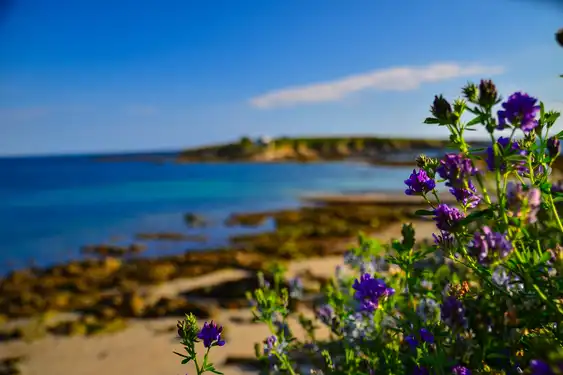 bretagne-landschaft-blumen-meer