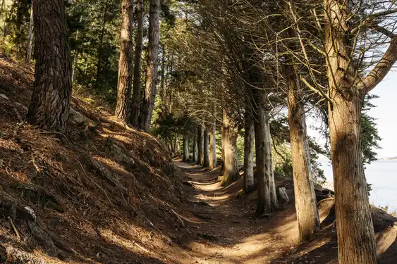 bretagne-wanderweg-yaudet-bäume