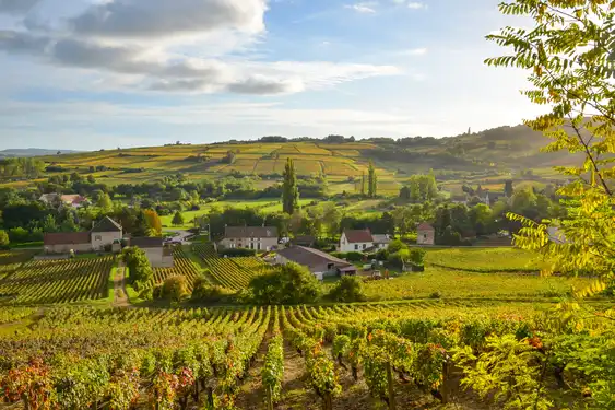 Weinreben um ein Dorf herum im Burgund