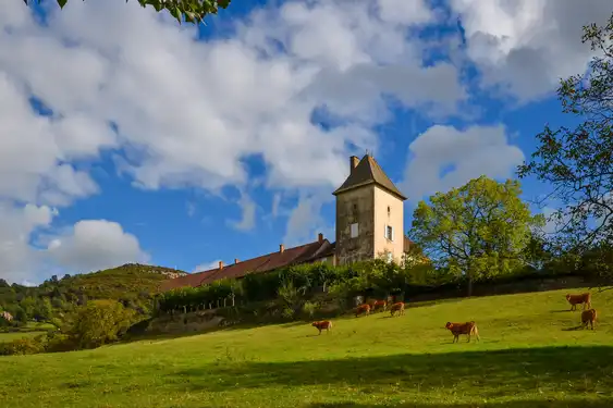 Kühe auf einer Wiese im Burgund