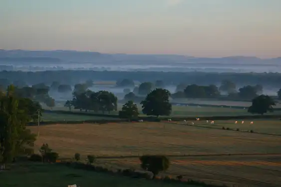 Mit leichtem Nebel bedeckte Felder im Burgund auf denen Schafe grasen